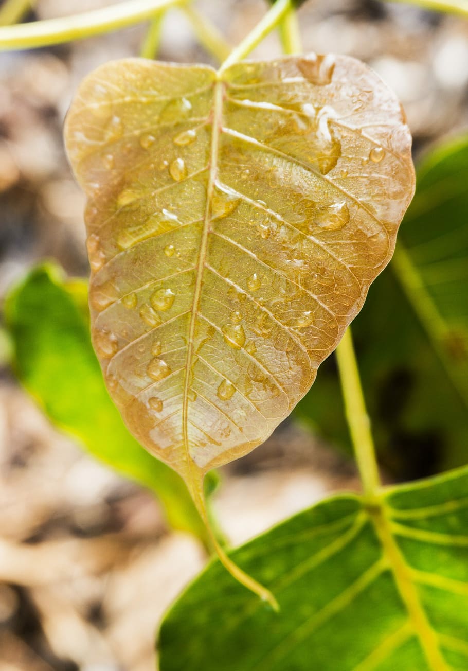 young, bodhi leaf, Leaf, young bodhi leaf, dewdrop on leaf, dew, dewdrop awakening, awake-ness, enlightenment, buddhism