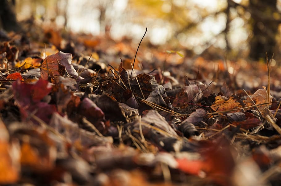 low, angle photography, leaves, ground, autumn, fall, nature, red, yellow, leaf