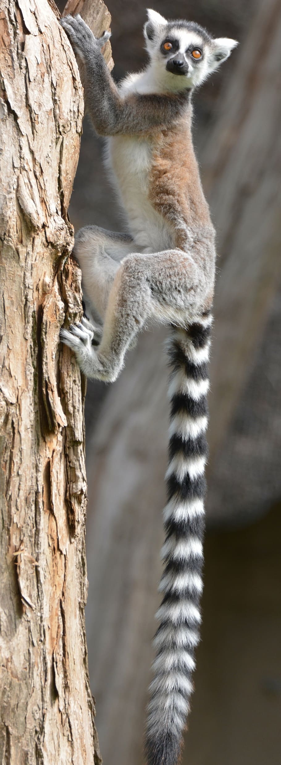 white, brown, ring-tailed lemur, wooden, tree trunk, maki, lemur, monkey, lemurs, animal