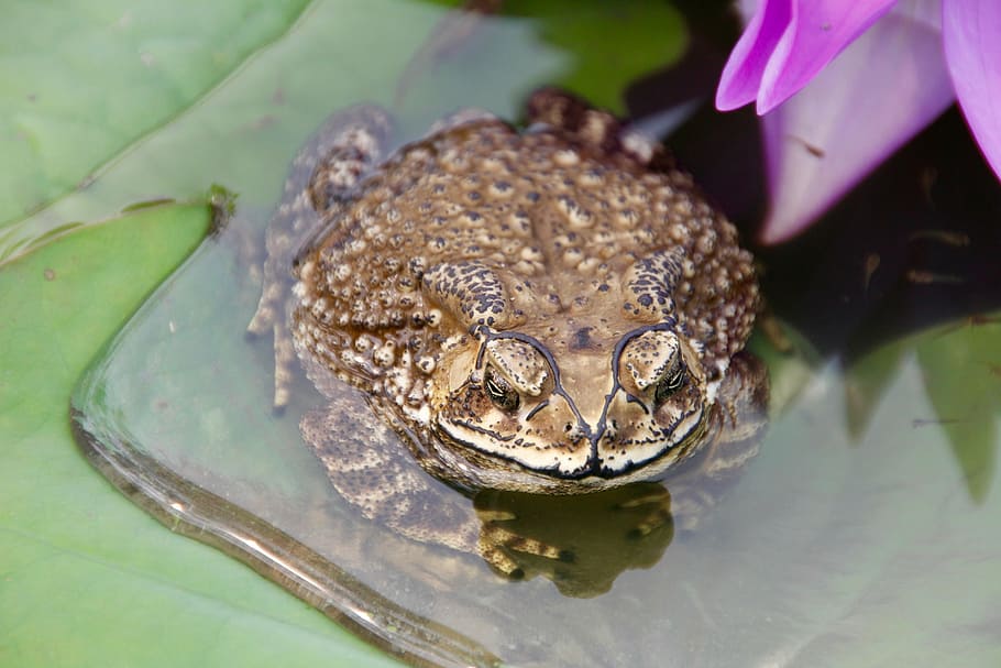 toad, frog, tadpoles, water, plant, water lily, monster, animal, anuran, amphibians