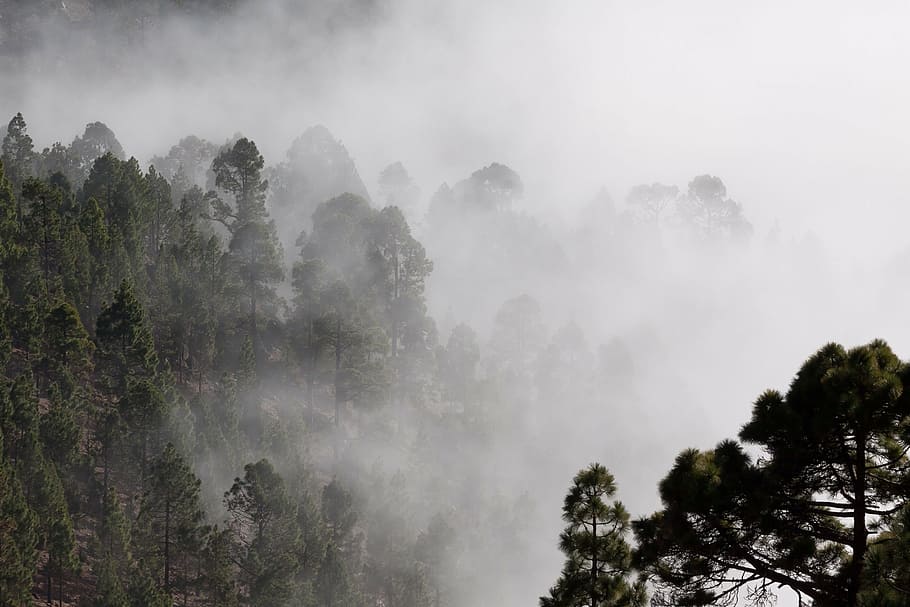 verde, árboles forestales, cubierto, niebla, contornos, pino, árboles, misterioso, paisaje, invisible