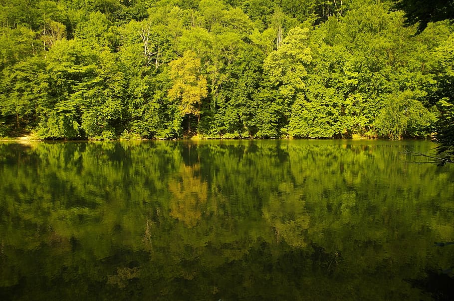 body, water, trees, forest, lake, nature, reflection, waterfront, landscape, lakeside