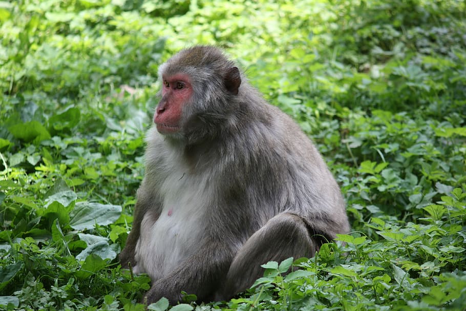 bonobo, chimpancé pigmeo, mono, primate, fauna silvestre, animales en la naturaleza, mamífero, un animal, vertebrado, sentado