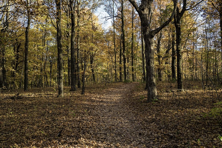 pohon musim gugur, daun, Musim gugur, pohon, Pike Lake State Park, Wisconsin, dedaunan, foto, hiking, domain publik