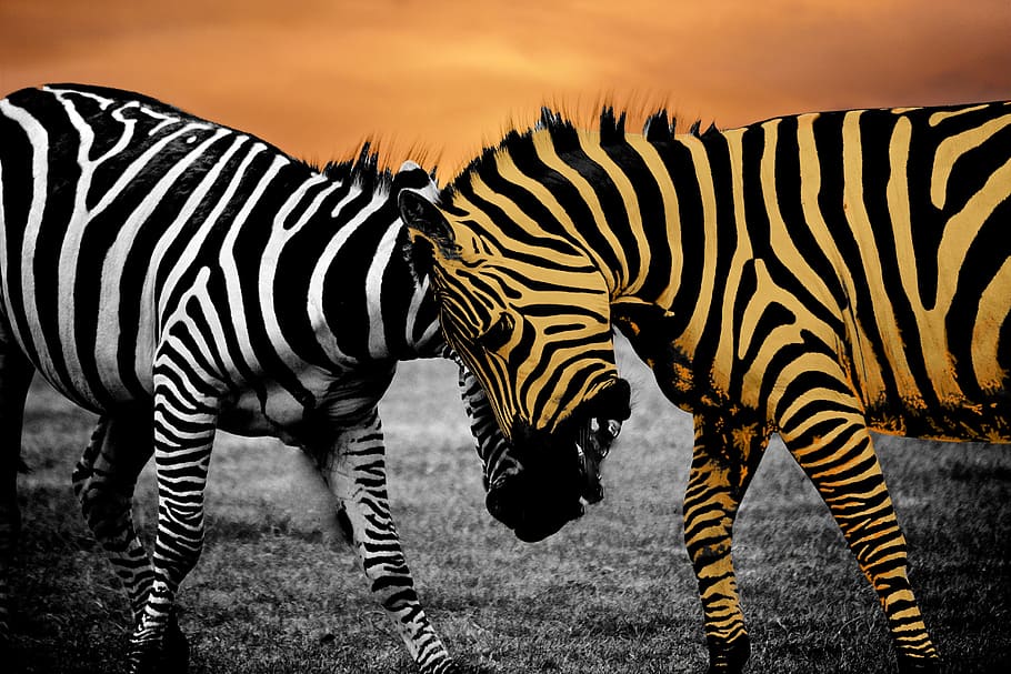 brown, white, zebras, safari, zebra, animal, black, wildlife, wild, africa
