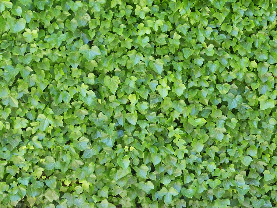 ivy, background, texture, ivy wall, backgrounds, nature, leaf, green Color, pattern, abstract