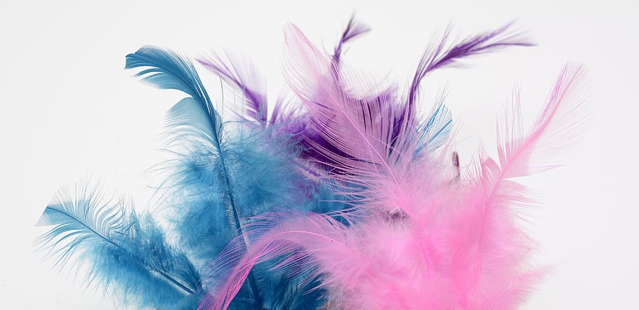 photograph, pink, purple, blue, feather, fluffy, slightly, softness, tender, artistically