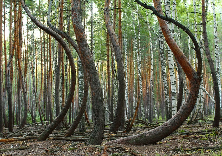 landscape photograph, forest, trees, windfall, pine, tree trunks, curved, storm, difficulties, flexibility