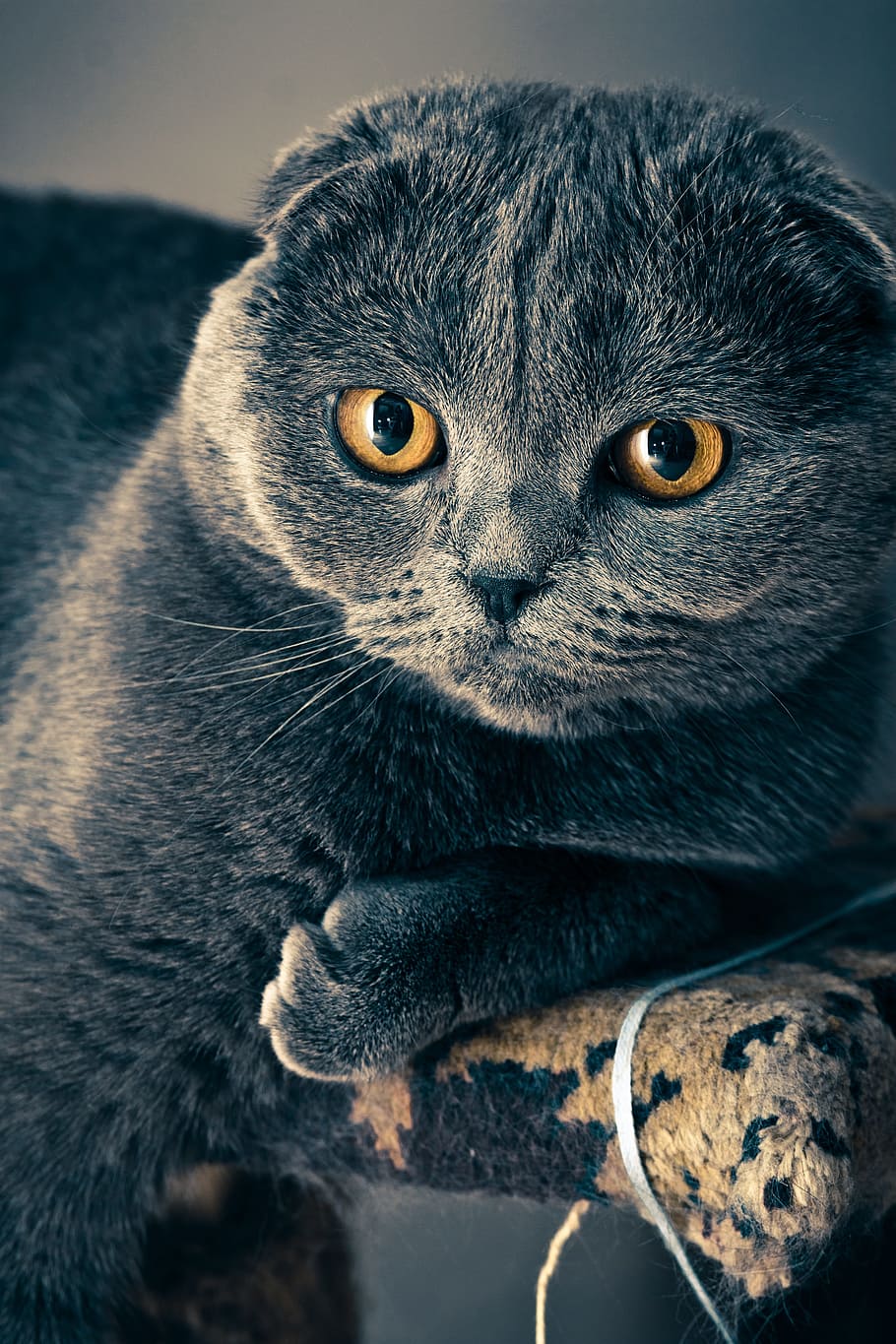gray tabby cat, cat, fold, view, grey fur, one animal, mammal, portrait, animal body part, close-up