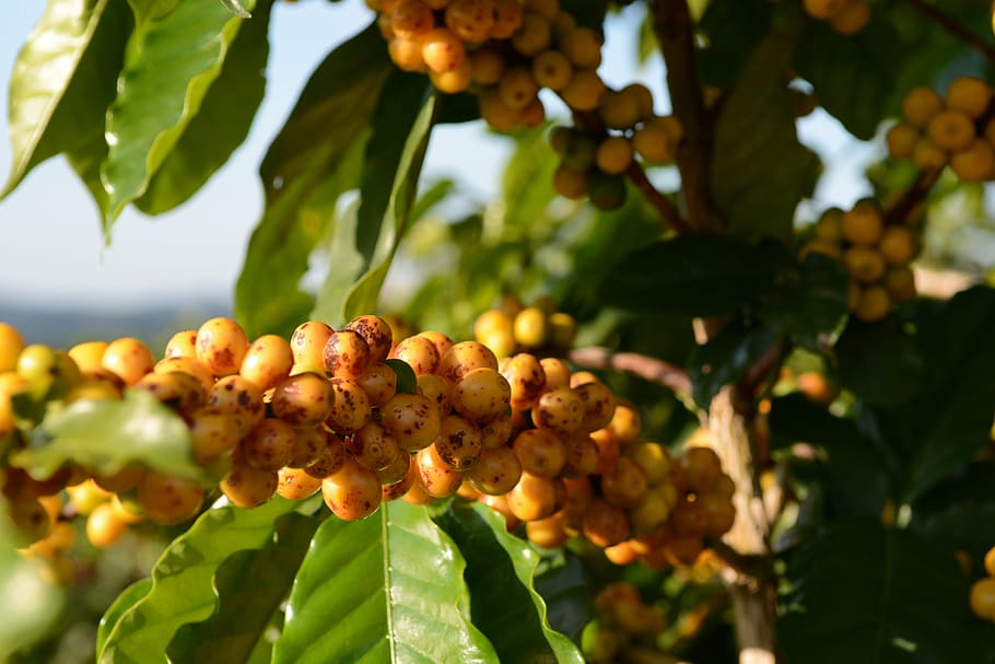 yellow fruits, coffee, wood, yellow, bean, growing, fruit, nature, food, agriculture