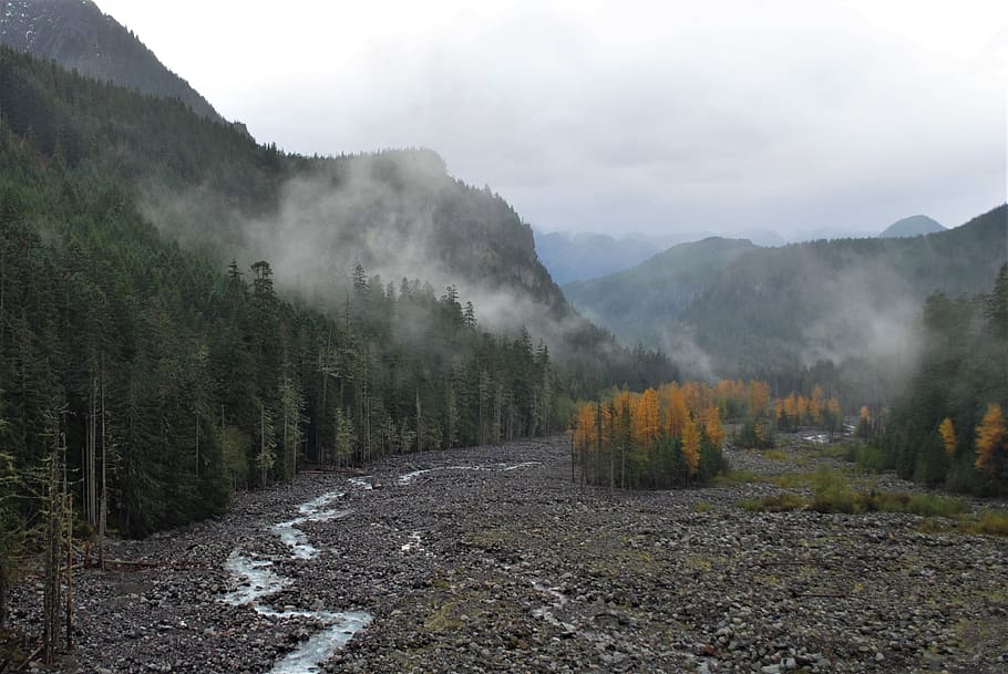 riverbed, indian summer, national park, usa, fog, landscape, nature, mount rainier, trees, autumn