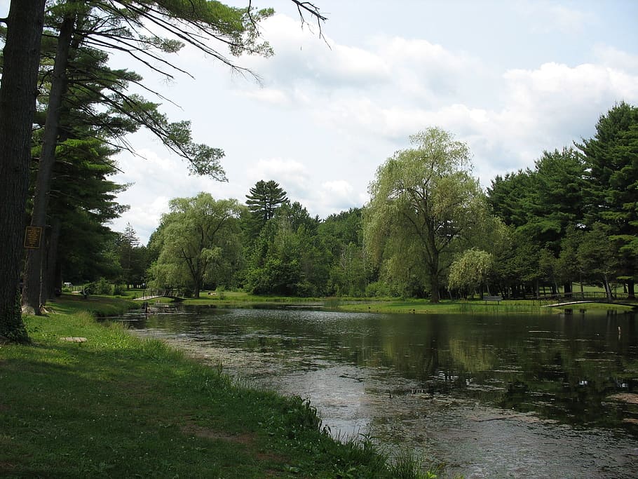 Green Pond, paisaje, parque, pequeño estanque verde, paisaje acuático, patos nadando, naturaleza, árbol, bosque, agua