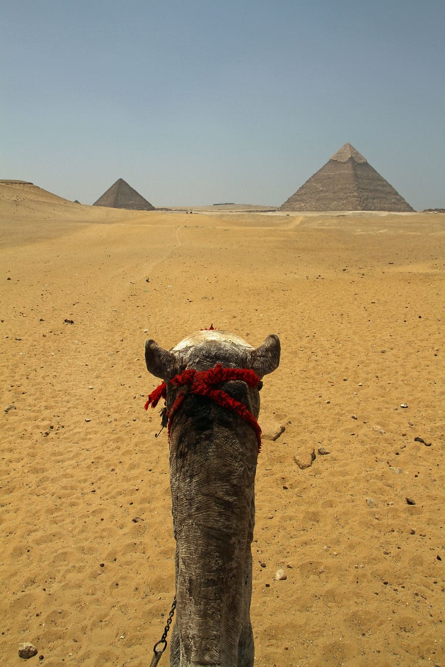 グレー, ラクダ, ピラミッド, カイロ, エジプト, 砂漠, 砂, 旅行, アフリカ, 観光