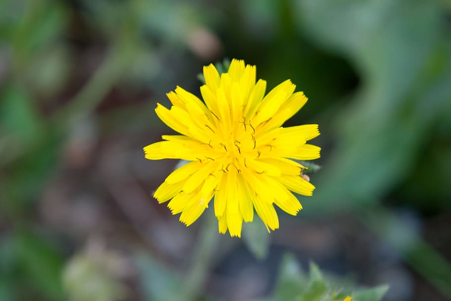flower, pic, natural, yellow, flowering plant, freshness, plant, close-up, beauty in nature, flower head