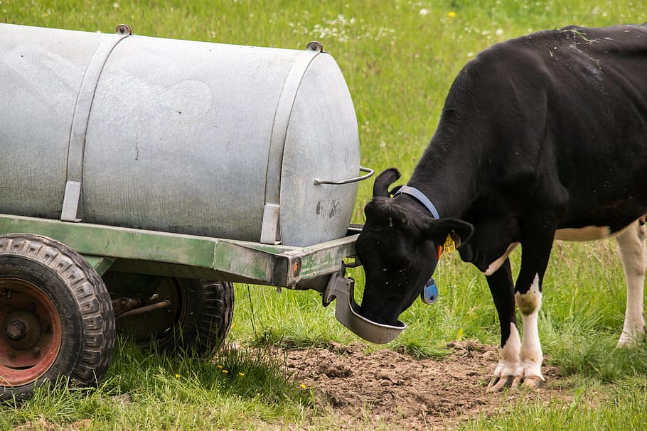 cow, drink, water truck, drinking agency, beef, livestock, ruminant, thirst, water, cattle