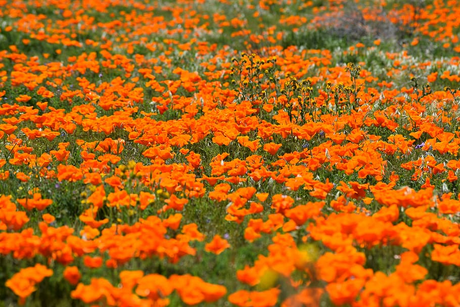 poppies, desert, wildflower, spring, nature, lancaster, california, hills, antelope valley, flower