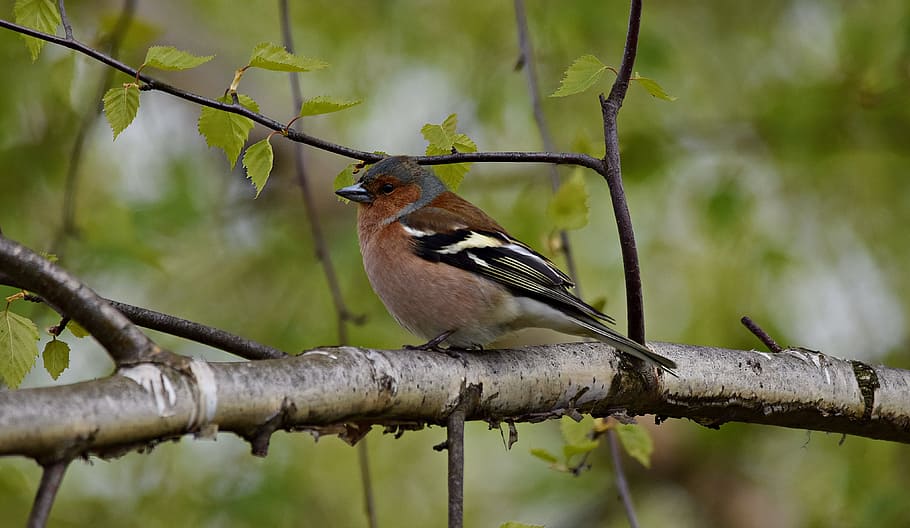 Chaffinch, Bird, Tree, Nature, Branches, park, ornithology, green, one animal, perching