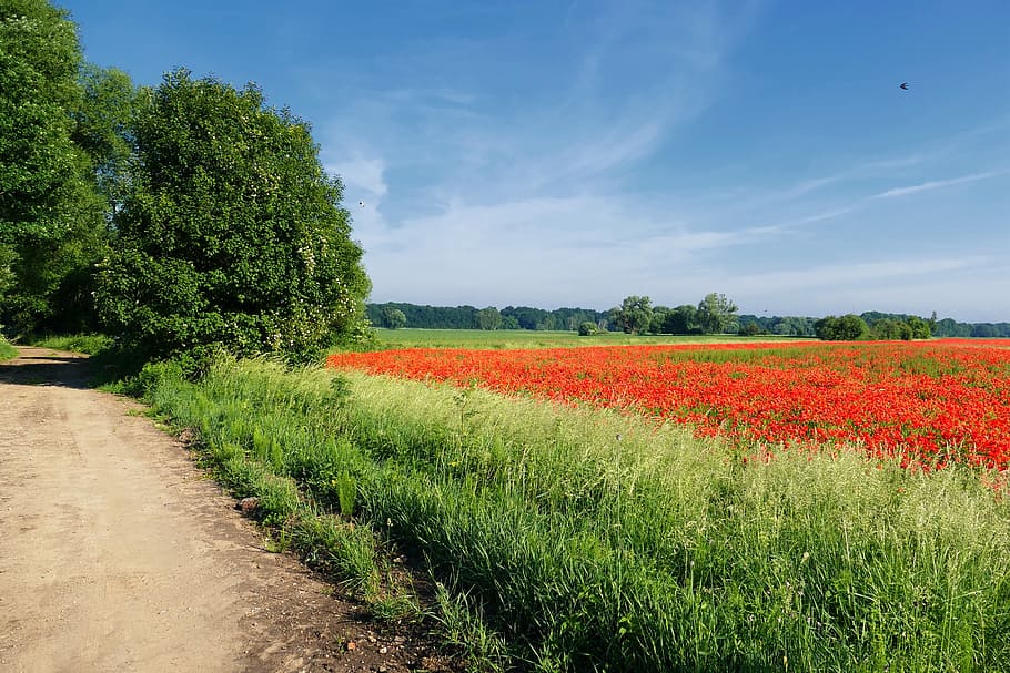 poppy, carpet of flowers, bright, landscape, plant, beauty in nature, growth, tranquil scene, sky, field