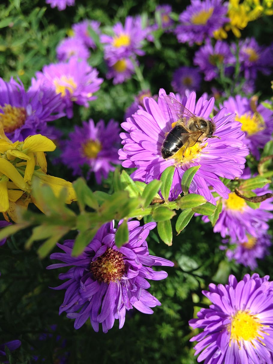 áster, herbstaster, abelha, abelha selvagem, polvilhe, mel, jardim, perenes, rosa, flor