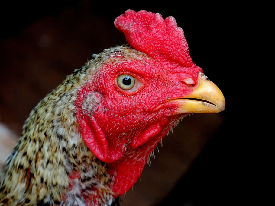 cock, chicken, farm, animal, bird, animal themes, vertebrate, one animal, chicken - bird, domestic