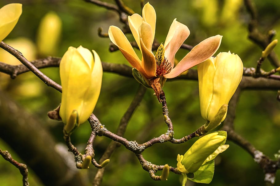 magnolia, amarillo, flor, magnolia acuminata mariposas, magnoliengewaechs, floración, registro público, de cerca, rama, naturaleza