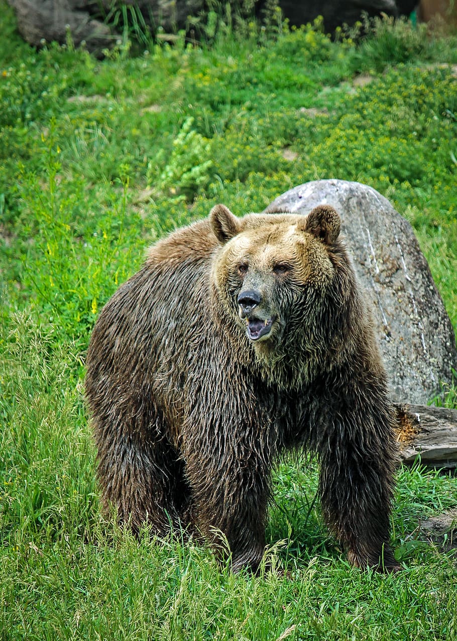 urso pardo, urso, pardo, montana, bozeman, montana encontro grizzly, temas animais, animais selvagens, mamífero, grama