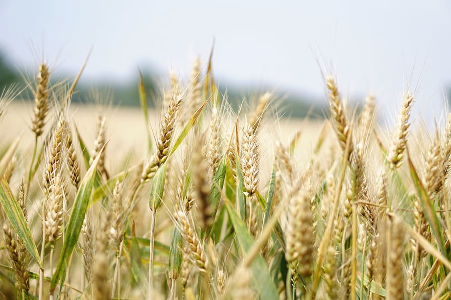 closeup, photography, wheat, wheat field, cornfield, summer, cereals, spike, grain, agriculture