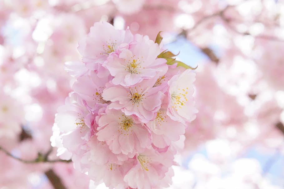 cerejeiras japonesas, cerejeira ornamental, árvore de flor, flor de cerejeira, rosa, flor, árvore, primavera, cerejeira japonesa, cereja japonesa