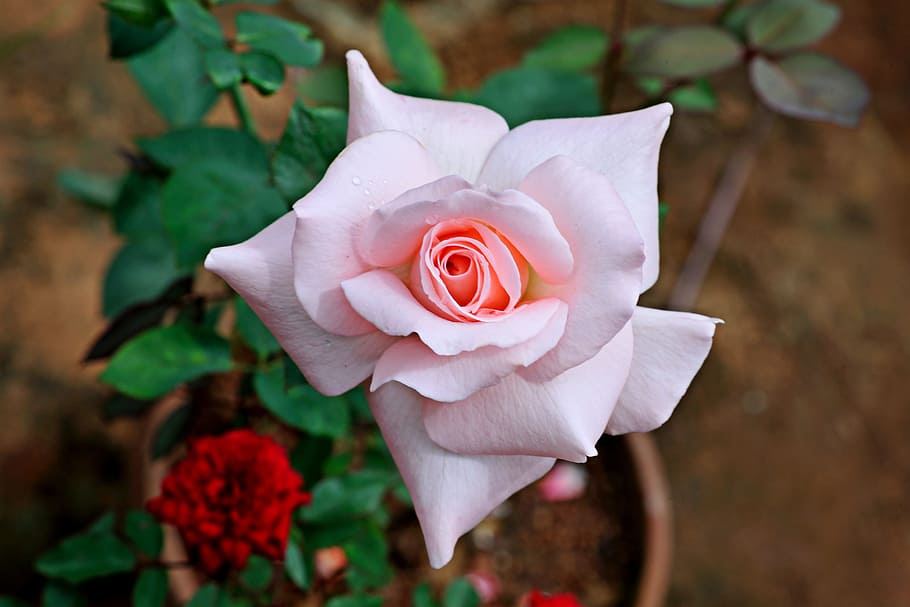 rose, flowers, light pink, color, white, natural, floral, blossom, fresh, flower