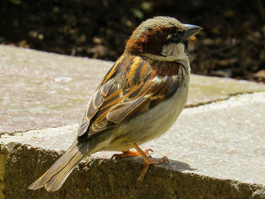 brown, short, beck bird, concrete, bird, sparrow, sperling, nature, house sparrow, wing