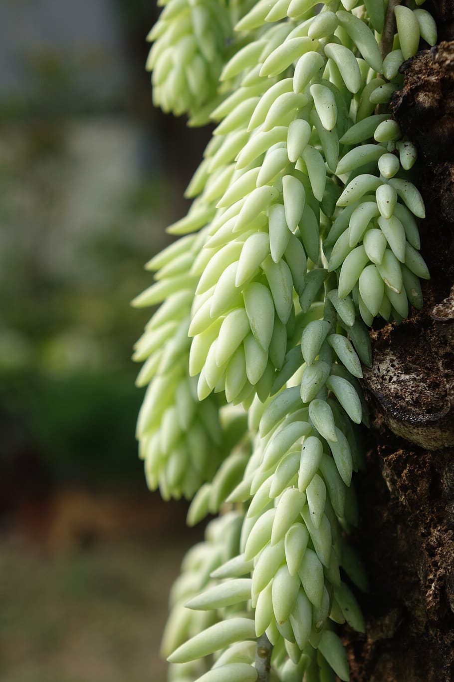 plant, nature, jade, growth, green color, freshness, close-up, day, food and drink, food