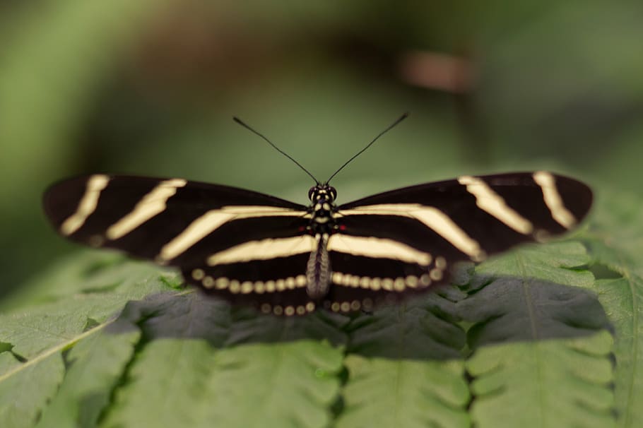 selektif, fokus fotografi, kupu-kupu longwing zebra, bertengger, hijau, daun tanaman, hitam, kuning, kupu-kupu, daun