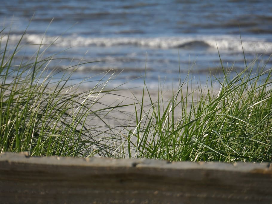 ameland, beach, north sea, sea, plant, selective focus, grass, nature, water, land