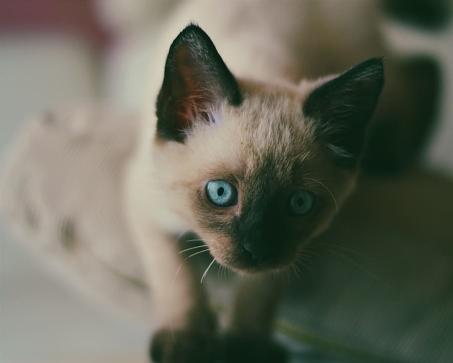 branco, gato, animal de estimação, animal, gatinho, azul, olhos, mamífero, temas de animais, um animal