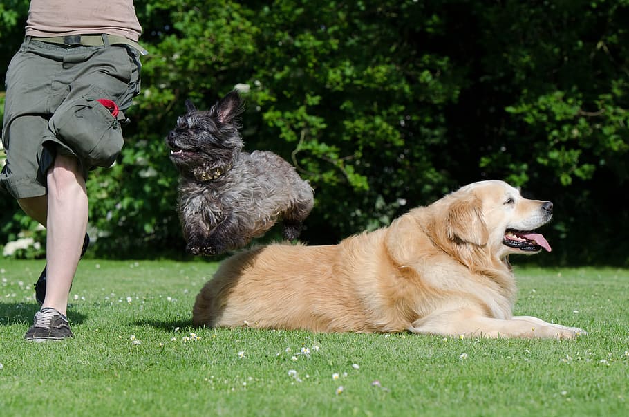 Dog Trick, Tricks, Dog Show, Sweet, dog show trick, funny, attention, big and small, hybrid, golden retriever