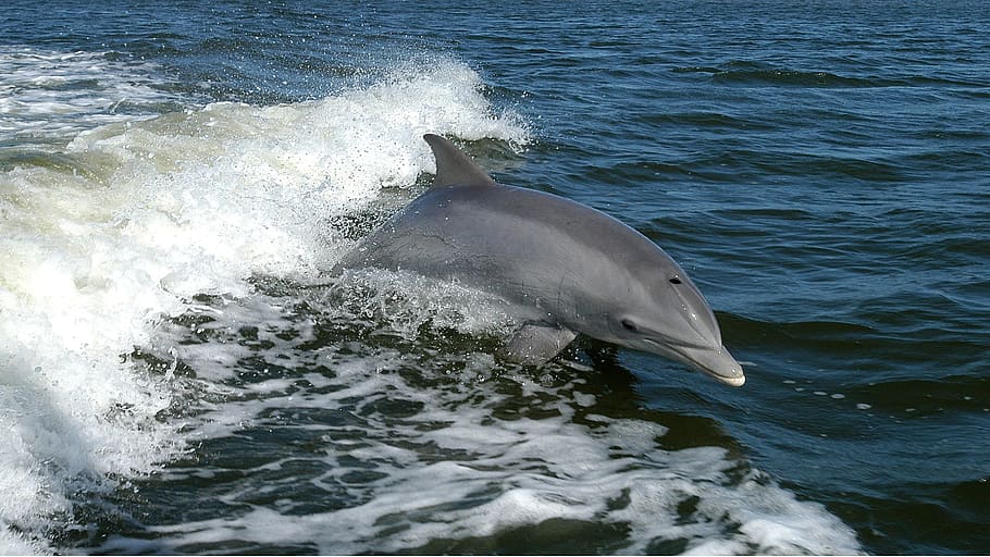 gris, delfín, saltando, agua, océano, olas, salto, tursiops truncatus, mamífero marino y fluvial, cetáceo