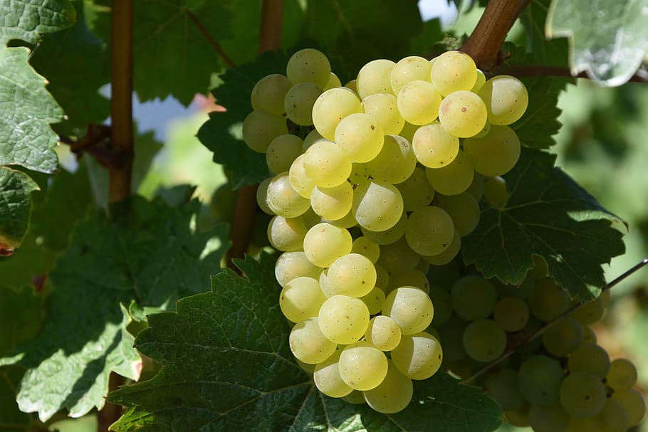 ripe, muscat, grape fruit, tree branch, grape, winegrowing, white wine, vineyards, growth, food and drink