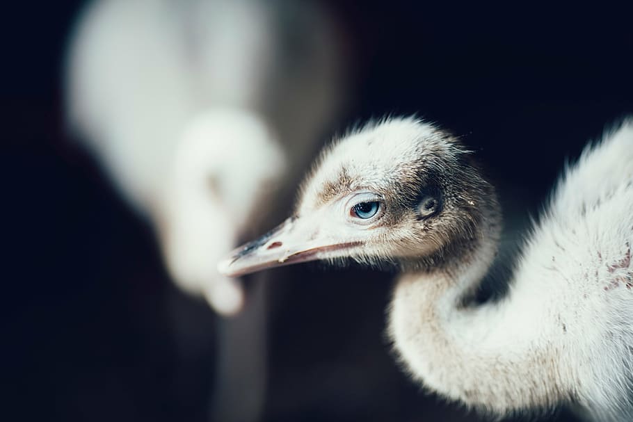 selective, focus photography, chick, bird, beak, feather, animal, fly, eyes, blue