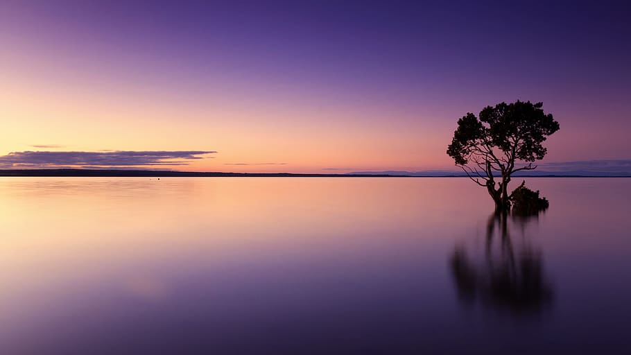 silhouette photo, tree, body, water, sunset, silhouette, nature, landscape, sky, dusk