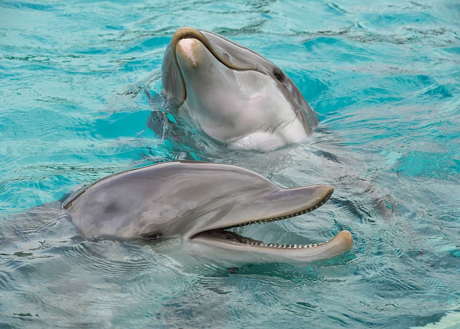 dos, gris, delfines nariz de botella, delfín, feliz, agua, mamífero marino, cetáceo, animal, azul