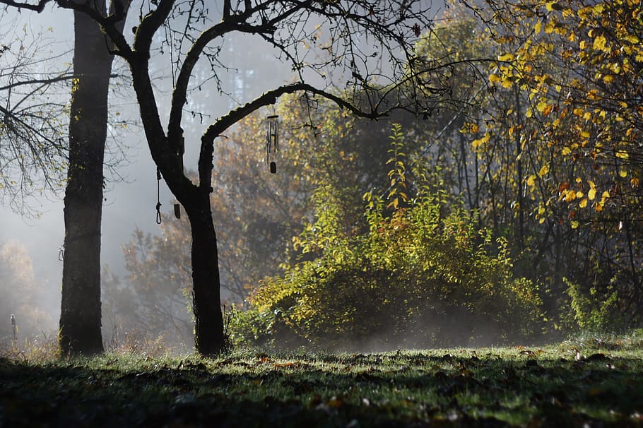 autumn, morning, autumn morning, fog, mood, branches, trees, autumn mood, sun, morning light