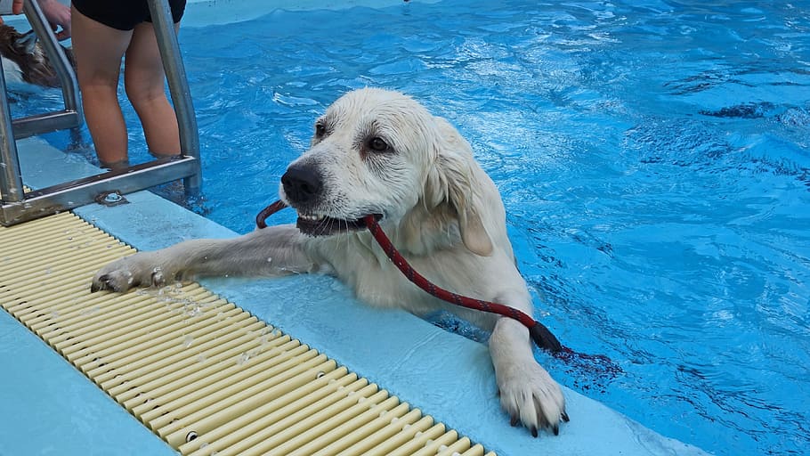dog, swimming, swimming pool, hondenzwemmen, self-reliance, good luck, successful, one animal, water, canine