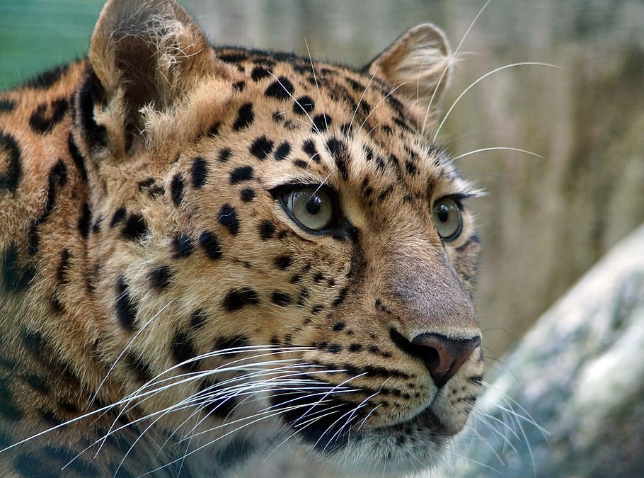 close, photography, leopards, digital, wallpaper, leopard, amur, cat, cat's eye, wildcat