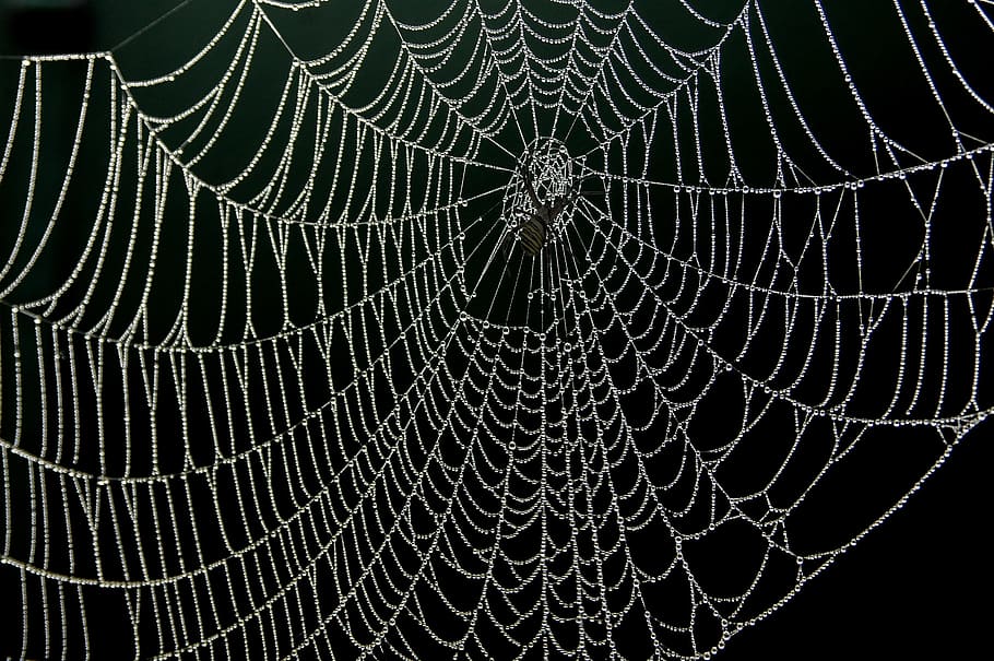 hitam, labah-labah, ilustrasi web, jaring laba-laba, embun, tetes, alam, kerapuhan, latar belakang, bertekstur