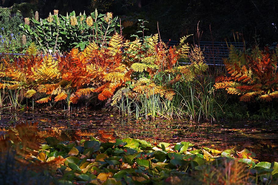arboretum, autumn, lake, aquatic plants, water lilies, autumn mood, fern, forest, flora, growth