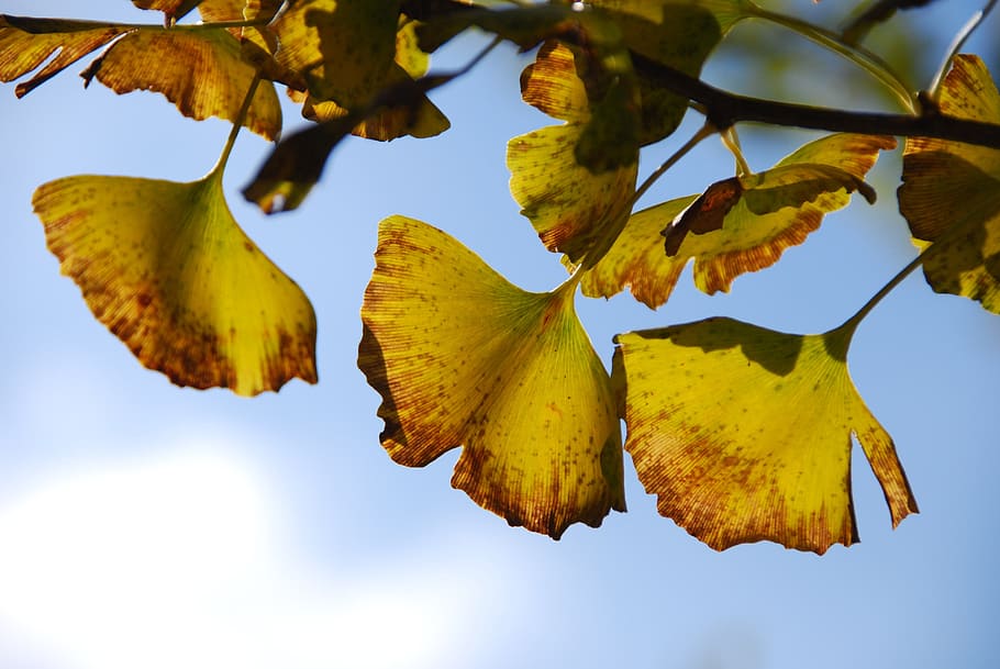 Autumnal, Leaves, Ginkgo Biloba, Autumn, autumnal leaves, nature, leaf, tree, season, yellow