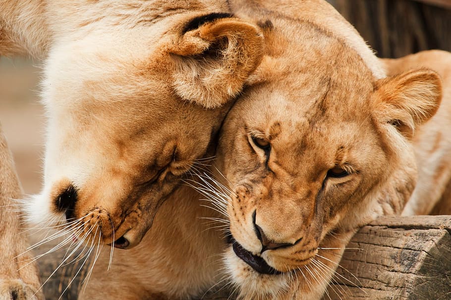 dos leonas marrones, áfrica, animal, grande, carnívoro, gato, pareja, abrazar, felino, amigos