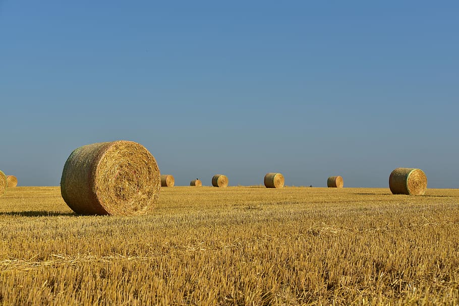 round hay, grass field, hay, straw, harvest, rural, agriculture, nature, field, sky