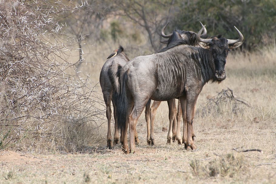 wildebeest, africa, nature, wild, wildlife, safari, herbivore, african, animal, animal wildlife