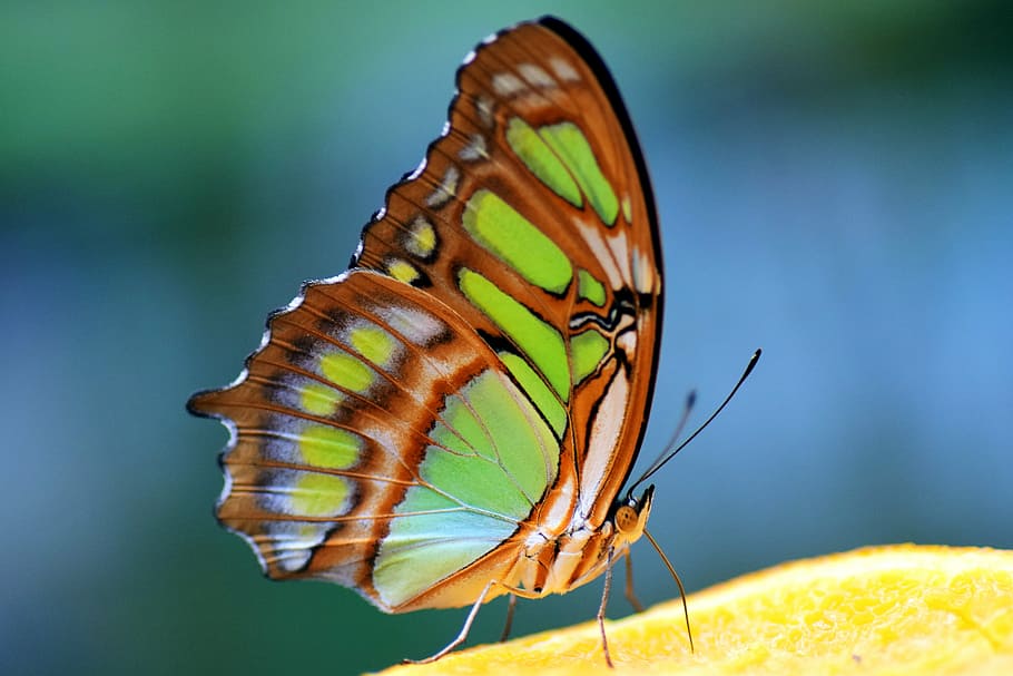 verde, marrón, mariposa, fotografía de primer plano, durante el día, malaquita, estelas de espirotea, amarillo, colorido, insecto